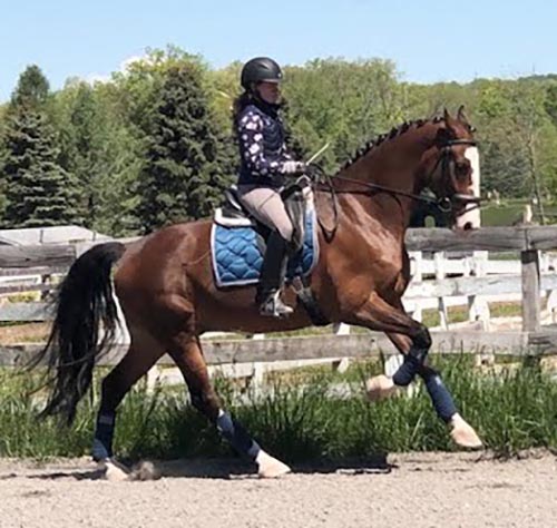 Dutch Harness Horse Dressage